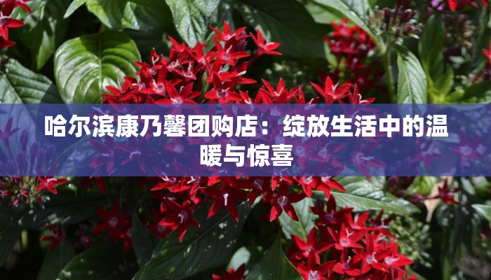 哈尔滨康乃馨团购店：绽放生活中的温暖与惊喜